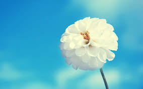 FLOWER PIC