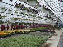 GREENHOUSE PIC