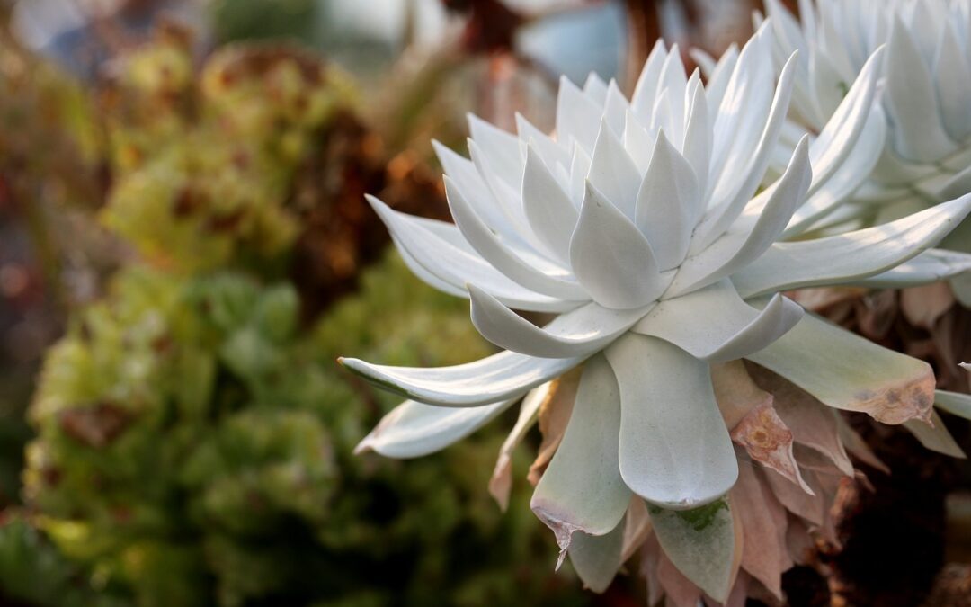 a-fleshy-plant-1464413_1280