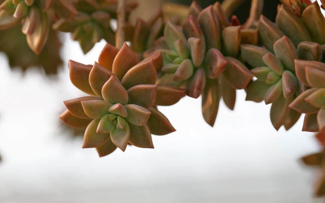 a-fleshy-plant-1465053_1920
