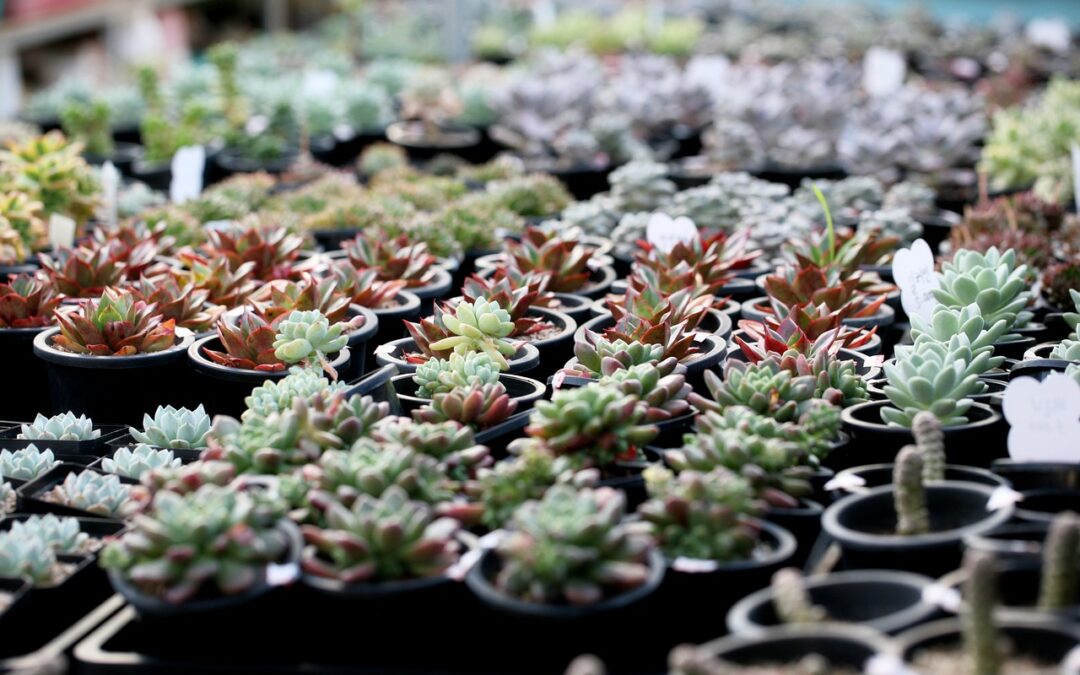 a-fleshy-plant-1494132_1280