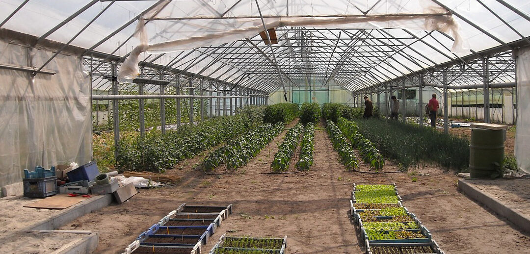 greenhouse
