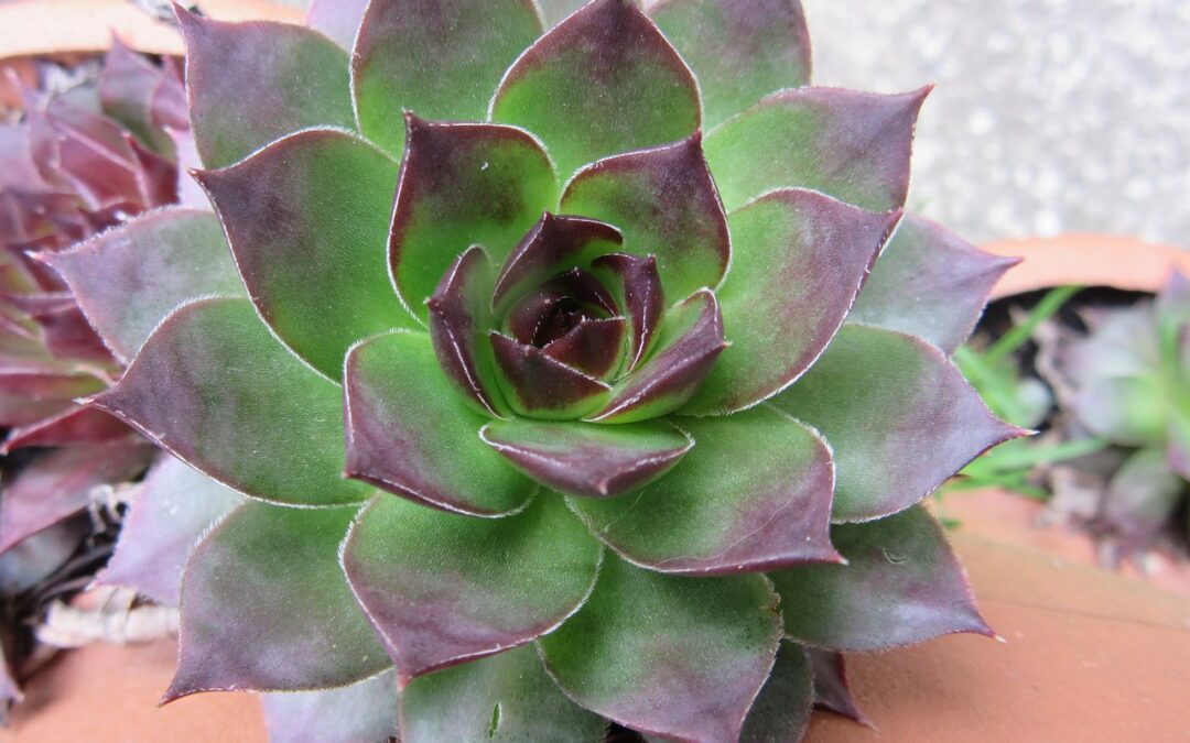 houseleek-707721_1280