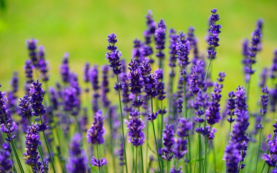 lavender-1117275_1280