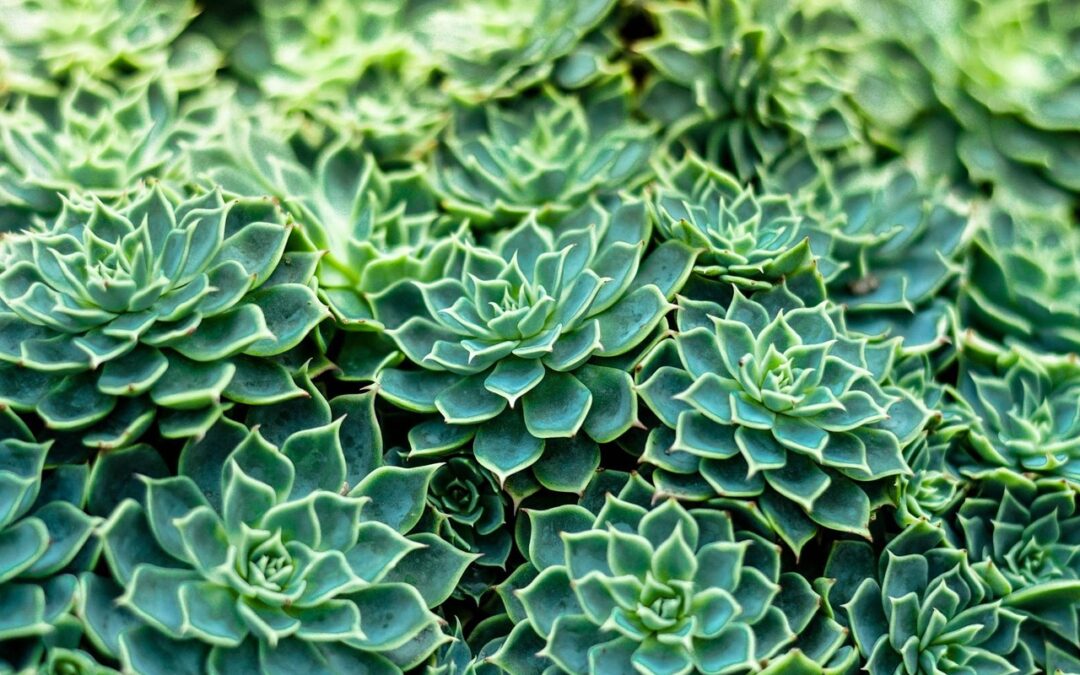 plant-1288761_1280