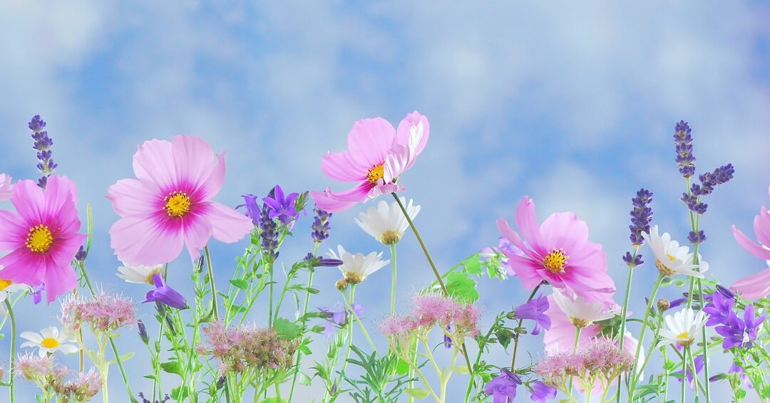 wild-flowers-571940_1280