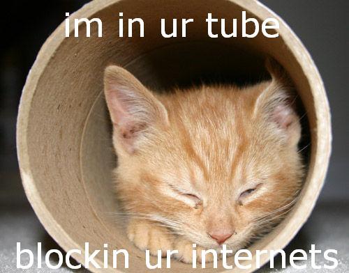 Tube kitten